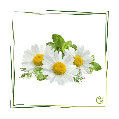 Hydrolat Römische Kamille BIO